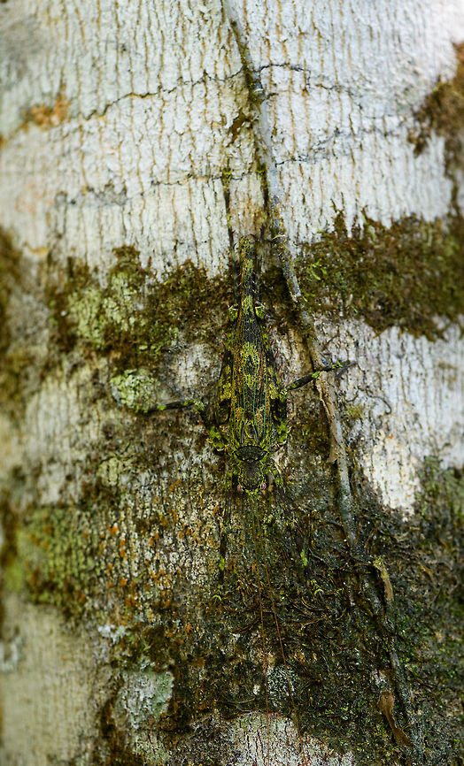 Haemodiasma tessellata, La Isla Escondida, Colombia An incredible moss-mimicking katydid with highly complex patterns as you'll see in the closeups. It is both mossy and spiny. Very lengthy antennae and fully developed wings. I'm quite sure of the Haemodiasma genus, as the anatomy of this katydid matches exactly, and the two species are reported to occur in higher elevation forests, this one is at 850m. <br />
<br />
The genus has only two known species, where there seems to be only photos of Haemodiasma tessellata online. It looks like a match to me, but it could be the other species, or even an undescribed species, although unlikely.<br />
<figure class="photo"><a href="https://www.jungledragon.com/image/69643/haemodiasma_tessellata_-_side_view_la_isla_escondida_colombia.html" title="Haemodiasma tessellata - side view, La Isla Escondida, Colombia"><img src="https://s3.amazonaws.com/media.jungledragon.com/images/2/69643_thumb.jpg?AWSAccessKeyId=05GMT0V3GWVNE7GGM1R2&Expires=1763596810&Signature=aH5aU9%2B9CzbUd5xR%2F3yJNBGBq6k%3D" width="200" height="142" alt="Haemodiasma tessellata - side view, La Isla Escondida, Colombia An incredible moss-mimicking katydid with highly complex patterns as you'll see in the closeups. It is both mossy and spiny. Very lengthy antennae and fully developed wings. I'm quite sure of the Haemodiasma genus, as the anatomy of this katydid matches exactly, and the two species are reported to occur in higher elevation forests, this one is at 850m. <br />
<br />
The genus has only two known species, where there seems to be only photos of Haemodiasma tessellata online. It looks like a match to me, but it could be the other species, or even an undescribed species, although unlikely.<br />
https://www.jungledragon.com/image/69642/haemodiasma_tessellata_la_isla_escondida_colombia.html<br />
https://www.jungledragon.com/image/69644/haemodiasma_tessellata_-_top_view_la_isla_escondida_colombia.html<br />
https://www.jungledragon.com/image/69645/haemodiasma_tessellata_-_head_la_isla_escondida_colombia.html<br />
<br />
References:<br />
https://eol.org/pages/87576<br />
https://www.flickr.com/photos/rainbowrevery/3141292541/<br />
<br />
And check this other spectacular example:<br />
https://www.flickr.com/photos/rainforests/39050077384/in/photolist-BJ5zij-dZzj3r-BjeZnb-228DTPi-22uHRwh-23z5Myk-bPjqcR Colombia,Colombia 2018,Colombia South,Haemodiasma tessellata,La Isla Escondida,Putumayo,South America,World" /></a></figure><br />
<figure class="photo"><a href="https://www.jungledragon.com/image/69644/haemodiasma_tessellata_-_top_view_la_isla_escondida_colombia.html" title="Haemodiasma tessellata - top view, La Isla Escondida, Colombia"><img src="https://s3.amazonaws.com/media.jungledragon.com/images/2/69644_thumb.jpg?AWSAccessKeyId=05GMT0V3GWVNE7GGM1R2&Expires=1763596810&Signature=ko7yWF7uQKwcqijPH7xFhcL%2Bj7s%3D" width="112" height="152" alt="Haemodiasma tessellata - top view, La Isla Escondida, Colombia An incredible moss-mimicking katydid with highly complex patterns as you'll see in the closeups. It is both mossy and spiny. Very lengthy antennae and fully developed wings. I'm quite sure of the Haemodiasma genus, as the anatomy of this katydid matches exactly, and the two species are reported to occur in higher elevation forests, this one is at 850m. <br />
<br />
The genus has only two known species, where there seems to be only photos of Haemodiasma tessellata online. It looks like a match to me, but it could be the other species, or even an undescribed species, although unlikely.<br />
https://www.jungledragon.com/image/69642/haemodiasma_tessellata_la_isla_escondida_colombia.html<br />
https://www.jungledragon.com/image/69643/haemodiasma_tessellata_-_side_view_la_isla_escondida_colombia.html<br />
https://www.jungledragon.com/image/69645/haemodiasma_tessellata_-_head_la_isla_escondida_colombia.html<br />
<br />
References:<br />
https://eol.org/pages/87576<br />
https://www.flickr.com/photos/rainbowrevery/3141292541/<br />
<br />
And check this other spectacular example:<br />
https://www.flickr.com/photos/rainforests/39050077384/in/photolist-BJ5zij-dZzj3r-BjeZnb-228DTPi-22uHRwh-23z5Myk-bPjqcR Colombia,Colombia 2018,Colombia South,Haemodiasma tessellata,La Isla Escondida,Putumayo,South America,World" /></a></figure><br />
<figure class="photo"><a href="https://www.jungledragon.com/image/69645/haemodiasma_tessellata_-_head_la_isla_escondida_colombia.html" title="Haemodiasma tessellata - head, La Isla Escondida, Colombia"><img src="https://s3.amazonaws.com/media.jungledragon.com/images/2/69645_thumb.jpg?AWSAccessKeyId=05GMT0V3GWVNE7GGM1R2&Expires=1763596810&Signature=vupB8G2kPW5dMSw5WzXejHJSGXs%3D" width="200" height="200" alt="Haemodiasma tessellata - head, La Isla Escondida, Colombia An incredible moss-mimicking katydid with highly complex patterns as you'll see in the closeups. It is both mossy and spiny. Very lengthy antennae and fully developed wings. I'm quite sure of the Haemodiasma genus, as the anatomy of this katydid matches exactly, and the two species are reported to occur in higher elevation forests, this one is at 850m. <br />
<br />
The genus has only two known species, where there seems to be only photos of Haemodiasma tessellata online. It looks like a match to me, but it could be the other species, or even an undescribed species, although unlikely.<br />
https://www.jungledragon.com/image/69642/haemodiasma_tessellata_la_isla_escondida_colombia.html<br />
https://www.jungledragon.com/image/69643/haemodiasma_tessellata_-_side_view_la_isla_escondida_colombia.html<br />
https://www.jungledragon.com/image/69644/haemodiasma_tessellata_-_top_view_la_isla_escondida_colombia.html<br />
<br />
References:<br />
https://eol.org/pages/87576<br />
https://www.flickr.com/photos/rainbowrevery/3141292541/<br />
<br />
And check this other spectacular example:<br />
https://www.flickr.com/photos/rainforests/39050077384/in/photolist-BJ5zij-dZzj3r-BjeZnb-228DTPi-22uHRwh-23z5Myk-bPjqcR Colombia,Colombia 2018,Colombia South,Haemodiasma tessellata,La Isla Escondida,Putumayo,South America,World" /></a></figure><br />
<br />
References:<br />
<a href="https://eol.org/pages/87576" rel="nofollow">https://eol.org/pages/87576</a><br />
<a href="https://www.flickr.com/photos/rainbowrevery/3141292541/" rel="nofollow">https://www.flickr.com/photos/rainbowrevery/3141292541/</a><br />
<br />
And check this other spectacular example:<br />
<a href="https://www.flickr.com/photos/rainforests/39050077384/in/photolist-BJ5zij-dZzj3r-BjeZnb-228DTPi-22uHRwh-23z5Myk-bPjqcR" rel="nofollow">https://www.flickr.com/photos/rainforests/39050077384/in/photolist-BJ5zij-dZzj3r-BjeZnb-228DTPi-22uHRwh-23z5Myk-bPjqcR</a> Colombia,Colombia 2018,Colombia South,Haemodiasma tessellata,La Isla Escondida,Putumayo,South America,World