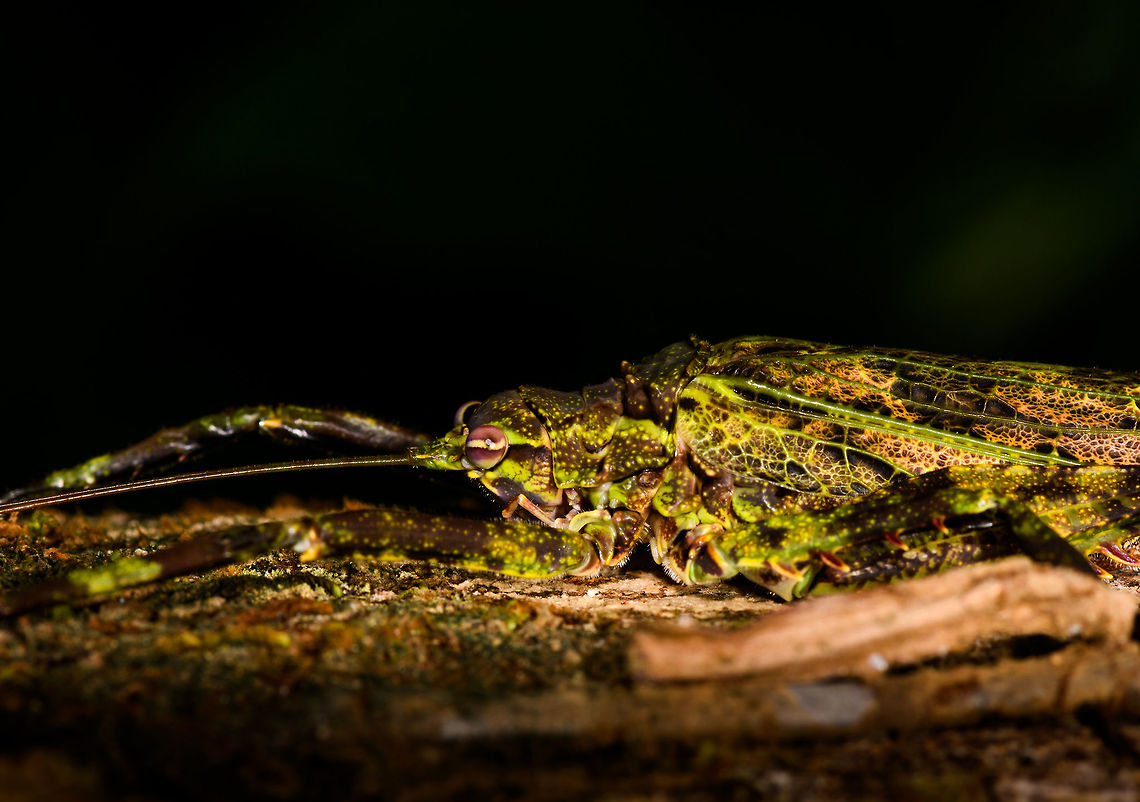 Haemodiasma tessellata - side view, La Isla Escondida, Colombia An incredible moss-mimicking katydid with highly complex patterns as you'll see in the closeups. It is both mossy and spiny. Very lengthy antennae and fully developed wings. I'm quite sure of the Haemodiasma genus, as the anatomy of this katydid matches exactly, and the two species are reported to occur in higher elevation forests, this one is at 850m. <br />
<br />
The genus has only two known species, where there seems to be only photos of Haemodiasma tessellata online. It looks like a match to me, but it could be the other species, or even an undescribed species, although unlikely.<br />
<figure class="photo"><a href="https://www.jungledragon.com/image/69642/haemodiasma_tessellata_la_isla_escondida_colombia.html" title="Haemodiasma tessellata, La Isla Escondida, Colombia"><img src="https://s3.amazonaws.com/media.jungledragon.com/images/2/69642_thumb.jpg?AWSAccessKeyId=05GMT0V3GWVNE7GGM1R2&Expires=1759968010&Signature=BvfyA%2BB0dY%2FljfkcIUNkacfn9jA%3D" width="92" height="152" alt="Haemodiasma tessellata, La Isla Escondida, Colombia An incredible moss-mimicking katydid with highly complex patterns as you'll see in the closeups. It is both mossy and spiny. Very lengthy antennae and fully developed wings. I'm quite sure of the Haemodiasma genus, as the anatomy of this katydid matches exactly, and the two species are reported to occur in higher elevation forests, this one is at 850m. <br />
<br />
The genus has only two known species, where there seems to be only photos of Haemodiasma tessellata online. It looks like a match to me, but it could be the other species, or even an undescribed species, although unlikely.<br />
https://www.jungledragon.com/image/69643/haemodiasma_tessellata_-_side_view_la_isla_escondida_colombia.html<br />
https://www.jungledragon.com/image/69644/haemodiasma_tessellata_-_top_view_la_isla_escondida_colombia.html<br />
https://www.jungledragon.com/image/69645/haemodiasma_tessellata_-_head_la_isla_escondida_colombia.html<br />
<br />
References:<br />
https://eol.org/pages/87576<br />
https://www.flickr.com/photos/rainbowrevery/3141292541/<br />
<br />
And check this other spectacular example:<br />
https://www.flickr.com/photos/rainforests/39050077384/in/photolist-BJ5zij-dZzj3r-BjeZnb-228DTPi-22uHRwh-23z5Myk-bPjqcR Colombia,Colombia 2018,Colombia South,Haemodiasma tessellata,La Isla Escondida,Putumayo,South America,World" /></a></figure><br />
<figure class="photo"><a href="https://www.jungledragon.com/image/69644/haemodiasma_tessellata_-_top_view_la_isla_escondida_colombia.html" title="Haemodiasma tessellata - top view, La Isla Escondida, Colombia"><img src="https://s3.amazonaws.com/media.jungledragon.com/images/2/69644_thumb.jpg?AWSAccessKeyId=05GMT0V3GWVNE7GGM1R2&Expires=1759968010&Signature=Bz%2BOx%2FRkwIFTDlzV8IDI%2Bme6bfE%3D" width="112" height="152" alt="Haemodiasma tessellata - top view, La Isla Escondida, Colombia An incredible moss-mimicking katydid with highly complex patterns as you'll see in the closeups. It is both mossy and spiny. Very lengthy antennae and fully developed wings. I'm quite sure of the Haemodiasma genus, as the anatomy of this katydid matches exactly, and the two species are reported to occur in higher elevation forests, this one is at 850m. <br />
<br />
The genus has only two known species, where there seems to be only photos of Haemodiasma tessellata online. It looks like a match to me, but it could be the other species, or even an undescribed species, although unlikely.<br />
https://www.jungledragon.com/image/69642/haemodiasma_tessellata_la_isla_escondida_colombia.html<br />
https://www.jungledragon.com/image/69643/haemodiasma_tessellata_-_side_view_la_isla_escondida_colombia.html<br />
https://www.jungledragon.com/image/69645/haemodiasma_tessellata_-_head_la_isla_escondida_colombia.html<br />
<br />
References:<br />
https://eol.org/pages/87576<br />
https://www.flickr.com/photos/rainbowrevery/3141292541/<br />
<br />
And check this other spectacular example:<br />
https://www.flickr.com/photos/rainforests/39050077384/in/photolist-BJ5zij-dZzj3r-BjeZnb-228DTPi-22uHRwh-23z5Myk-bPjqcR Colombia,Colombia 2018,Colombia South,Haemodiasma tessellata,La Isla Escondida,Putumayo,South America,World" /></a></figure><br />
<figure class="photo"><a href="https://www.jungledragon.com/image/69645/haemodiasma_tessellata_-_head_la_isla_escondida_colombia.html" title="Haemodiasma tessellata - head, La Isla Escondida, Colombia"><img src="https://s3.amazonaws.com/media.jungledragon.com/images/2/69645_thumb.jpg?AWSAccessKeyId=05GMT0V3GWVNE7GGM1R2&Expires=1759968010&Signature=DiCw5O%2BzI57bzban4QIiMrXVjis%3D" width="200" height="200" alt="Haemodiasma tessellata - head, La Isla Escondida, Colombia An incredible moss-mimicking katydid with highly complex patterns as you'll see in the closeups. It is both mossy and spiny. Very lengthy antennae and fully developed wings. I'm quite sure of the Haemodiasma genus, as the anatomy of this katydid matches exactly, and the two species are reported to occur in higher elevation forests, this one is at 850m. <br />
<br />
The genus has only two known species, where there seems to be only photos of Haemodiasma tessellata online. It looks like a match to me, but it could be the other species, or even an undescribed species, although unlikely.<br />
https://www.jungledragon.com/image/69642/haemodiasma_tessellata_la_isla_escondida_colombia.html<br />
https://www.jungledragon.com/image/69643/haemodiasma_tessellata_-_side_view_la_isla_escondida_colombia.html<br />
https://www.jungledragon.com/image/69644/haemodiasma_tessellata_-_top_view_la_isla_escondida_colombia.html<br />
<br />
References:<br />
https://eol.org/pages/87576<br />
https://www.flickr.com/photos/rainbowrevery/3141292541/<br />
<br />
And check this other spectacular example:<br />
https://www.flickr.com/photos/rainforests/39050077384/in/photolist-BJ5zij-dZzj3r-BjeZnb-228DTPi-22uHRwh-23z5Myk-bPjqcR Colombia,Colombia 2018,Colombia South,Haemodiasma tessellata,La Isla Escondida,Putumayo,South America,World" /></a></figure><br />
<br />
References:<br />
<a href="https://eol.org/pages/87576" rel="nofollow">https://eol.org/pages/87576</a><br />
<a href="https://www.flickr.com/photos/rainbowrevery/3141292541/" rel="nofollow">https://www.flickr.com/photos/rainbowrevery/3141292541/</a><br />
<br />
And check this other spectacular example:<br />
<a href="https://www.flickr.com/photos/rainforests/39050077384/in/photolist-BJ5zij-dZzj3r-BjeZnb-228DTPi-22uHRwh-23z5Myk-bPjqcR" rel="nofollow">https://www.flickr.com/photos/rainforests/39050077384/in/photolist-BJ5zij-dZzj3r-BjeZnb-228DTPi-22uHRwh-23z5Myk-bPjqcR</a> Colombia,Colombia 2018,Colombia South,Haemodiasma tessellata,La Isla Escondida,Putumayo,South America,World
