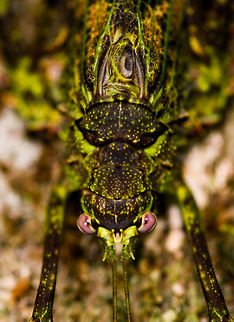 Haemodiasma tessellata - top view, La Isla Escondida, Colombia An incredible moss-mimicking katydid with highly complex patterns as you'll see in the closeups. It is both mossy and spiny. Very lengthy antennae and fully developed wings. I'm quite sure of the Haemodiasma genus, as the anatomy of this katydid matches exactly, and the two species are reported to occur in higher elevation forests, this one is at 850m. 

The genus has only two known species, where there seems to be only photos of Haemodiasma tessellata online. It looks like a match to me, but it could be the other species, or even an undescribed species, although unlikely.
https://www.jungledragon.com/image/69642/haemodiasma_tessellata_la_isla_escondida_colombia.html
https://www.jungledragon.com/image/69643/haemodiasma_tessellata_-_side_view_la_isla_escondida_colombia.html
https://www.jungledragon.com/image/69645/haemodiasma_tessellata_-_head_la_isla_escondida_colombia.html

References:
https://eol.org/pages/87576
https://www.flickr.com/photos/rainbowrevery/3141292541/

And check this other spectacular example:
https://www.flickr.com/photos/rainforests/39050077384/in/photolist-BJ5zij-dZzj3r-BjeZnb-228DTPi-22uHRwh-23z5Myk-bPjqcR Colombia,Colombia 2018,Colombia South,Haemodiasma tessellata,La Isla Escondida,Putumayo,South America,World