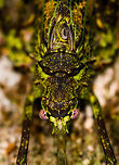 Haemodiasma tessellata - top view, La Isla Escondida, Colombia An incredible moss-mimicking katydid with highly complex patterns as you'll see in the closeups. It is both mossy and spiny. Very lengthy antennae and fully developed wings. I'm quite sure of the Haemodiasma genus, as the anatomy of this katydid matches exactly, and the two species are reported to occur in higher elevation forests, this one is at 850m. <br />
<br />
The genus has only two known species, where there seems to be only photos of Haemodiasma tessellata online. It looks like a match to me, but it could be the other species, or even an undescribed species, although unlikely.<br />
https://www.jungledragon.com/image/69642/haemodiasma_tessellata_la_isla_escondida_colombia.html<br />
https://www.jungledragon.com/image/69643/haemodiasma_tessellata_-_side_view_la_isla_escondida_colombia.html<br />
https://www.jungledragon.com/image/69645/haemodiasma_tessellata_-_head_la_isla_escondida_colombia.html<br />
<br />
References:<br />
https://eol.org/pages/87576<br />
https://www.flickr.com/photos/rainbowrevery/3141292541/<br />
<br />
And check this other spectacular example:<br />
https://www.flickr.com/photos/rainforests/39050077384/in/photolist-BJ5zij-dZzj3r-BjeZnb-228DTPi-22uHRwh-23z5Myk-bPjqcR Colombia,Colombia 2018,Colombia South,Haemodiasma tessellata,La Isla Escondida,Putumayo,South America,World