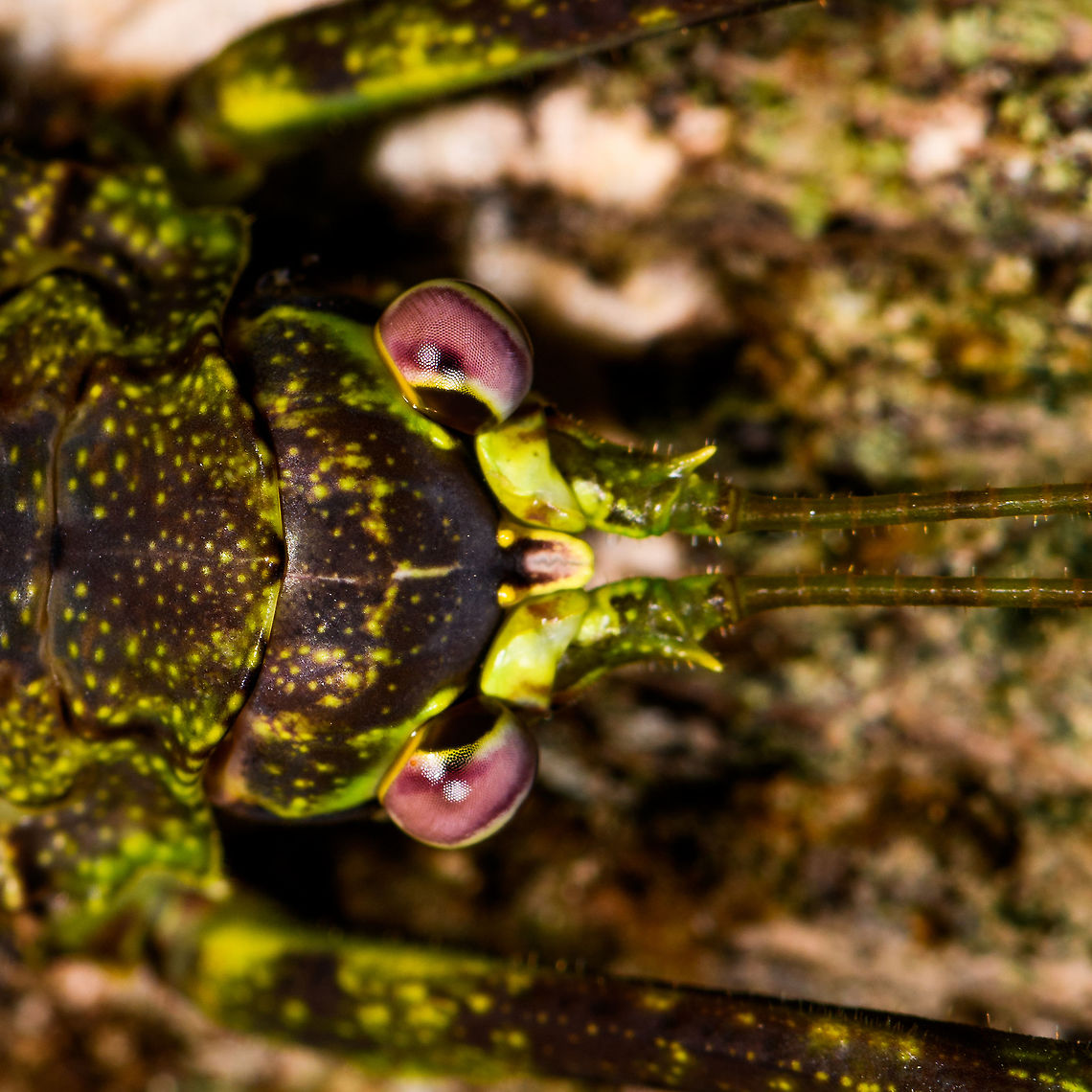 Haemodiasma tessellata - head, La Isla Escondida, Colombia An incredible moss-mimicking katydid with highly complex patterns as you'll see in the closeups. It is both mossy and spiny. Very lengthy antennae and fully developed wings. I'm quite sure of the Haemodiasma genus, as the anatomy of this katydid matches exactly, and the two species are reported to occur in higher elevation forests, this one is at 850m. <br />
<br />
The genus has only two known species, where there seems to be only photos of Haemodiasma tessellata online. It looks like a match to me, but it could be the other species, or even an undescribed species, although unlikely.<br />
<figure class="photo"><a href="https://www.jungledragon.com/image/69642/haemodiasma_tessellata_la_isla_escondida_colombia.html" title="Haemodiasma tessellata, La Isla Escondida, Colombia"><img src="https://s3.amazonaws.com/media.jungledragon.com/images/2/69642_thumb.jpg?AWSAccessKeyId=05GMT0V3GWVNE7GGM1R2&Expires=1769040010&Signature=%2BzqCBQg17hlBS49F4AM95bDItkw%3D" width="92" height="152" alt="Haemodiasma tessellata, La Isla Escondida, Colombia An incredible moss-mimicking katydid with highly complex patterns as you'll see in the closeups. It is both mossy and spiny. Very lengthy antennae and fully developed wings. I'm quite sure of the Haemodiasma genus, as the anatomy of this katydid matches exactly, and the two species are reported to occur in higher elevation forests, this one is at 850m. <br />
<br />
The genus has only two known species, where there seems to be only photos of Haemodiasma tessellata online. It looks like a match to me, but it could be the other species, or even an undescribed species, although unlikely.<br />
https://www.jungledragon.com/image/69643/haemodiasma_tessellata_-_side_view_la_isla_escondida_colombia.html<br />
https://www.jungledragon.com/image/69644/haemodiasma_tessellata_-_top_view_la_isla_escondida_colombia.html<br />
https://www.jungledragon.com/image/69645/haemodiasma_tessellata_-_head_la_isla_escondida_colombia.html<br />
<br />
References:<br />
https://eol.org/pages/87576<br />
https://www.flickr.com/photos/rainbowrevery/3141292541/<br />
<br />
And check this other spectacular example:<br />
https://www.flickr.com/photos/rainforests/39050077384/in/photolist-BJ5zij-dZzj3r-BjeZnb-228DTPi-22uHRwh-23z5Myk-bPjqcR Colombia,Colombia 2018,Colombia South,Haemodiasma tessellata,La Isla Escondida,Putumayo,South America,World" /></a></figure><br />
<figure class="photo"><a href="https://www.jungledragon.com/image/69643/haemodiasma_tessellata_-_side_view_la_isla_escondida_colombia.html" title="Haemodiasma tessellata - side view, La Isla Escondida, Colombia"><img src="https://s3.amazonaws.com/media.jungledragon.com/images/2/69643_thumb.jpg?AWSAccessKeyId=05GMT0V3GWVNE7GGM1R2&Expires=1769040010&Signature=iFiEs9akI5T0ViIT3MBn0zjn85c%3D" width="200" height="142" alt="Haemodiasma tessellata - side view, La Isla Escondida, Colombia An incredible moss-mimicking katydid with highly complex patterns as you'll see in the closeups. It is both mossy and spiny. Very lengthy antennae and fully developed wings. I'm quite sure of the Haemodiasma genus, as the anatomy of this katydid matches exactly, and the two species are reported to occur in higher elevation forests, this one is at 850m. <br />
<br />
The genus has only two known species, where there seems to be only photos of Haemodiasma tessellata online. It looks like a match to me, but it could be the other species, or even an undescribed species, although unlikely.<br />
https://www.jungledragon.com/image/69642/haemodiasma_tessellata_la_isla_escondida_colombia.html<br />
https://www.jungledragon.com/image/69644/haemodiasma_tessellata_-_top_view_la_isla_escondida_colombia.html<br />
https://www.jungledragon.com/image/69645/haemodiasma_tessellata_-_head_la_isla_escondida_colombia.html<br />
<br />
References:<br />
https://eol.org/pages/87576<br />
https://www.flickr.com/photos/rainbowrevery/3141292541/<br />
<br />
And check this other spectacular example:<br />
https://www.flickr.com/photos/rainforests/39050077384/in/photolist-BJ5zij-dZzj3r-BjeZnb-228DTPi-22uHRwh-23z5Myk-bPjqcR Colombia,Colombia 2018,Colombia South,Haemodiasma tessellata,La Isla Escondida,Putumayo,South America,World" /></a></figure><br />
<figure class="photo"><a href="https://www.jungledragon.com/image/69644/haemodiasma_tessellata_-_top_view_la_isla_escondida_colombia.html" title="Haemodiasma tessellata - top view, La Isla Escondida, Colombia"><img src="https://s3.amazonaws.com/media.jungledragon.com/images/2/69644_thumb.jpg?AWSAccessKeyId=05GMT0V3GWVNE7GGM1R2&Expires=1769040010&Signature=r3tEfCZhSPi2%2F0qF177H09xzZU8%3D" width="112" height="152" alt="Haemodiasma tessellata - top view, La Isla Escondida, Colombia An incredible moss-mimicking katydid with highly complex patterns as you'll see in the closeups. It is both mossy and spiny. Very lengthy antennae and fully developed wings. I'm quite sure of the Haemodiasma genus, as the anatomy of this katydid matches exactly, and the two species are reported to occur in higher elevation forests, this one is at 850m. <br />
<br />
The genus has only two known species, where there seems to be only photos of Haemodiasma tessellata online. It looks like a match to me, but it could be the other species, or even an undescribed species, although unlikely.<br />
https://www.jungledragon.com/image/69642/haemodiasma_tessellata_la_isla_escondida_colombia.html<br />
https://www.jungledragon.com/image/69643/haemodiasma_tessellata_-_side_view_la_isla_escondida_colombia.html<br />
https://www.jungledragon.com/image/69645/haemodiasma_tessellata_-_head_la_isla_escondida_colombia.html<br />
<br />
References:<br />
https://eol.org/pages/87576<br />
https://www.flickr.com/photos/rainbowrevery/3141292541/<br />
<br />
And check this other spectacular example:<br />
https://www.flickr.com/photos/rainforests/39050077384/in/photolist-BJ5zij-dZzj3r-BjeZnb-228DTPi-22uHRwh-23z5Myk-bPjqcR Colombia,Colombia 2018,Colombia South,Haemodiasma tessellata,La Isla Escondida,Putumayo,South America,World" /></a></figure><br />
<br />
References:<br />
<a href="https://eol.org/pages/87576" rel="nofollow">https://eol.org/pages/87576</a><br />
<a href="https://www.flickr.com/photos/rainbowrevery/3141292541/" rel="nofollow">https://www.flickr.com/photos/rainbowrevery/3141292541/</a><br />
<br />
And check this other spectacular example:<br />
<a href="https://www.flickr.com/photos/rainforests/39050077384/in/photolist-BJ5zij-dZzj3r-BjeZnb-228DTPi-22uHRwh-23z5Myk-bPjqcR" rel="nofollow">https://www.flickr.com/photos/rainforests/39050077384/in/photolist-BJ5zij-dZzj3r-BjeZnb-228DTPi-22uHRwh-23z5Myk-bPjqcR</a> Colombia,Colombia 2018,Colombia South,Haemodiasma tessellata,La Isla Escondida,Putumayo,South America,World