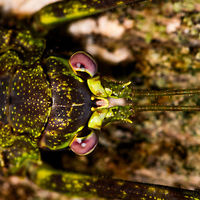 Haemodiasma tessellata - head, La Isla Escondida, Colombia An incredible moss-mimicking katydid with highly complex patterns as you'll see in the closeups. It is both mossy and spiny. Very lengthy antennae and fully developed wings. I'm quite sure of the Haemodiasma genus, as the anatomy of this katydid matches exactly, and the two species are reported to occur in higher elevation forests, this one is at 850m. <br />
<br />
The genus has only two known species, where there seems to be only photos of Haemodiasma tessellata online. It looks like a match to me, but it could be the other species, or even an undescribed species, although unlikely.<br />
https://www.jungledragon.com/image/69642/haemodiasma_tessellata_la_isla_escondida_colombia.html<br />
https://www.jungledragon.com/image/69643/haemodiasma_tessellata_-_side_view_la_isla_escondida_colombia.html<br />
https://www.jungledragon.com/image/69644/haemodiasma_tessellata_-_top_view_la_isla_escondida_colombia.html<br />
<br />
References:<br />
https://eol.org/pages/87576<br />
https://www.flickr.com/photos/rainbowrevery/3141292541/<br />
<br />
And check this other spectacular example:<br />
https://www.flickr.com/photos/rainforests/39050077384/in/photolist-BJ5zij-dZzj3r-BjeZnb-228DTPi-22uHRwh-23z5Myk-bPjqcR Colombia,Colombia 2018,Colombia South,Haemodiasma tessellata,La Isla Escondida,Putumayo,South America,World