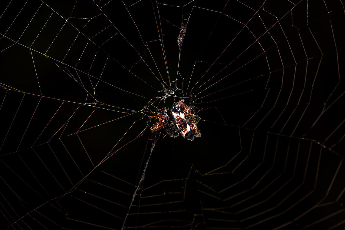 Spinybacked Orbweaver feeding on ant, La Isla Escondida, Colombia Sorry for the dark shot, had to compensate a flash overexposure. Colombia,Colombia 2018,Colombia South,Fall,Gasteracantha cancriformis,Geotagged,La Isla Escondida,Putumayo,South America,Spinybacked Orbweaver,World