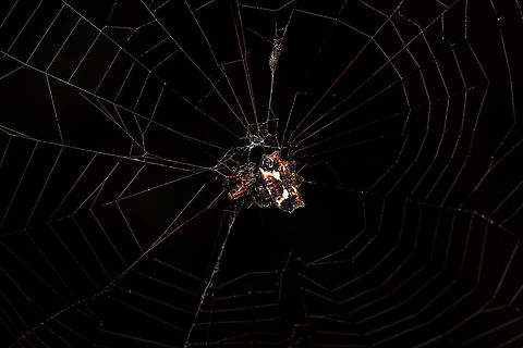 Spinybacked Orbweaver feeding on ant, La Isla Escondida, Colombia Sorry for the dark shot, had to compensate a flash overexposure. Colombia,Colombia 2018,Colombia South,Fall,Gasteracantha cancriformis,Geotagged,La Isla Escondida,Putumayo,South America,Spinybacked Orbweaver,World