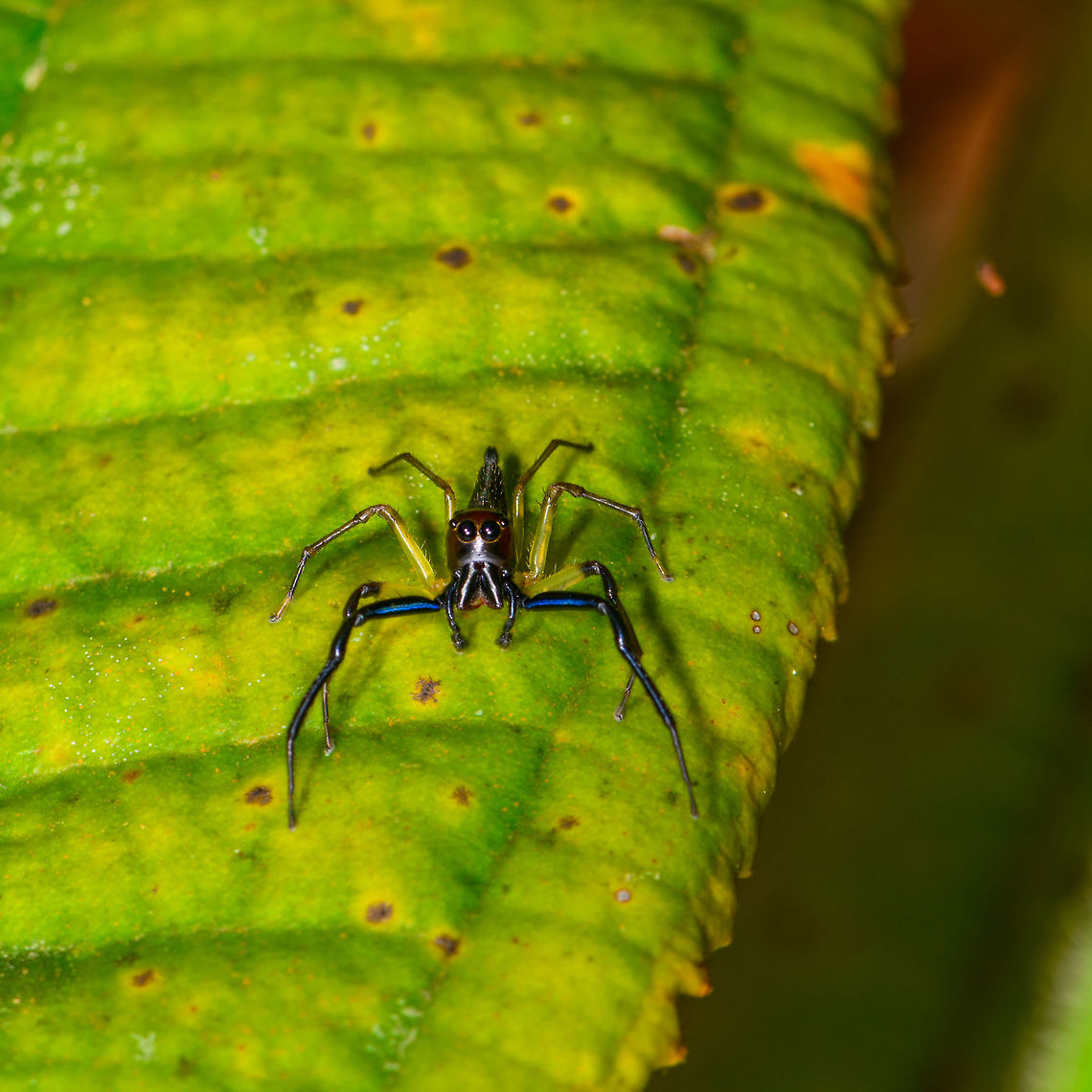Ant-mimicking jumping spider, La Isla Escondida, Colombia I'm not sure if it really mimicks an ant, but it appears that way because of its narrow and tall head. Front legs are vibrant blue, the other pairs of legs look yellow-green translucent. No luck yet regarding the ID. Angle with a better look at the pointy abdomen:<br />
<figure class="photo"><a href="https://www.jungledragon.com/image/69662/ant-mimicking_jumping_spider_-_abdomen_la_isla_escondida_colombia.html" title="Ant-mimicking jumping spider - abdomen, La Isla Escondida, Colombia"><img src="https://s3.amazonaws.com/media.jungledragon.com/images/2/69662_thumb.jpg?AWSAccessKeyId=05GMT0V3GWVNE7GGM1R2&Expires=1759968010&Signature=hcQVUi4zNFswD05rFtXwujRGDHg%3D" width="200" height="200" alt="Ant-mimicking jumping spider - abdomen, La Isla Escondida, Colombia I'm not sure if it really mimicks an ant, but it appears that way because of its narrow and tall head. Front legs are vibrant blue, the other pairs of legs look yellow-green translucent. No luck yet regarding the ID. Front view:<br />
https://www.jungledragon.com/image/69661/ant-mimicking_jumping_spider_la_isla_escondida_colombia.html Colombia,Colombia 2018,Colombia South,Fall,Geotagged,La Isla Escondida,Putumayo,South America,World" /></a></figure> Colombia,Colombia 2018,Colombia South,La Isla Escondida,Putumayo,South America,World