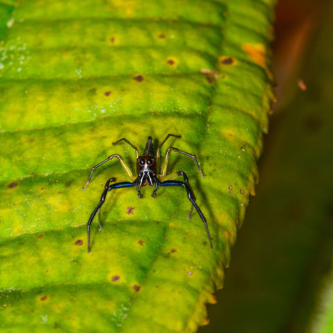 Ant-mimicking jumping spider, La Isla Escondida, Colombia I'm not sure if it really mimicks an ant, but it appears that way because of its narrow and tall head. Front legs are vibrant blue, the other pairs of legs look yellow-green translucent. No luck yet regarding the ID. Angle with a better look at the pointy abdomen:
https://www.jungledragon.com/image/69662/ant-mimicking_jumping_spider_-_abdomen_la_isla_escondida_colombia.html Colombia,Colombia 2018,Colombia South,La Isla Escondida,Putumayo,South America,World