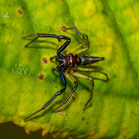 Ant-mimicking jumping spider - abdomen, La Isla Escondida, Colombia I'm not sure if it really mimicks an ant, but it appears that way because of its narrow and tall head. Front legs are vibrant blue, the other pairs of legs look yellow-green translucent. No luck yet regarding the ID. Front view:
https://www.jungledragon.com/image/69661/ant-mimicking_jumping_spider_la_isla_escondida_colombia.html Colombia,Colombia 2018,Colombia South,Fall,Geotagged,La Isla Escondida,Putumayo,South America,World