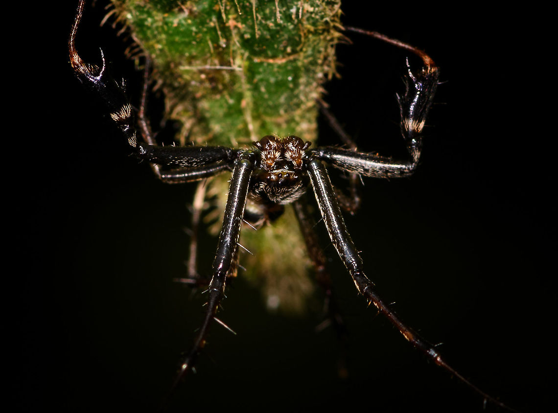 Black lobster spider - closeup, La Isla Escondida, Colombia This spider is a bit of a mystery to me. It's small enough to be a jumping spider, but it doesn't look like one based on the eyes (could be a wrong assumption). Or, it could be a small crab spider but unlike anything I've seen before. Most notable feature are the jobster-like claws. Overview:<br />
<figure class="photo"><a href="https://www.jungledragon.com/image/69664/black_lobster_spider_la_isla_escondida_colombia.html" title="Black lobster spider, La Isla Escondida, Colombia"><img src="https://s3.amazonaws.com/media.jungledragon.com/images/2/69664_thumb.jpg?AWSAccessKeyId=05GMT0V3GWVNE7GGM1R2&Expires=1759968010&Signature=kyY2JoJAMqRgUE%2BiMIlBx4LnImo%3D" width="200" height="134" alt="Black lobster spider, La Isla Escondida, Colombia This spider is a bit of a mystery to me. It's small enough to be a jumping spider, but it doesn't look like one based on the eyes (could be a wrong assumption). Or, it could be a small crab spider but unlike anything I've seen before. Most notable feature are the jobster-like claws. Here's a closeup:<br />
https://www.jungledragon.com/image/69663/black_lobster_spider_-_closeup_la_isla_escondida_colombia.html Colombia,Colombia 2018,Colombia South,La Isla Escondida,Putumayo,South America,World" /></a></figure> Colombia,Colombia 2018,Colombia South,Fall,Geotagged,La Isla Escondida,Putumayo,South America,World