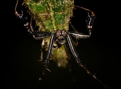 Black lobster spider - closeup, La Isla Escondida, Colombia This spider is a bit of a mystery to me. It's small enough to be a jumping spider, but it doesn't look like one based on the eyes (could be a wrong assumption). Or, it could be a small crab spider but unlike anything I've seen before. Most notable feature are the jobster-like claws. Overview:
https://www.jungledragon.com/image/69664/black_lobster_spider_la_isla_escondida_colombia.html Colombia,Colombia 2018,Colombia South,Fall,Geotagged,La Isla Escondida,Putumayo,South America,World