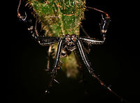 Black lobster spider - closeup, La Isla Escondida, Colombia This spider is a bit of a mystery to me. It's small enough to be a jumping spider, but it doesn't look like one based on the eyes (could be a wrong assumption). Or, it could be a small crab spider but unlike anything I've seen before. Most notable feature are the jobster-like claws. Overview:<br />
https://www.jungledragon.com/image/69664/black_lobster_spider_la_isla_escondida_colombia.html Colombia,Colombia 2018,Colombia South,Fall,Geotagged,La Isla Escondida,Putumayo,South America,World