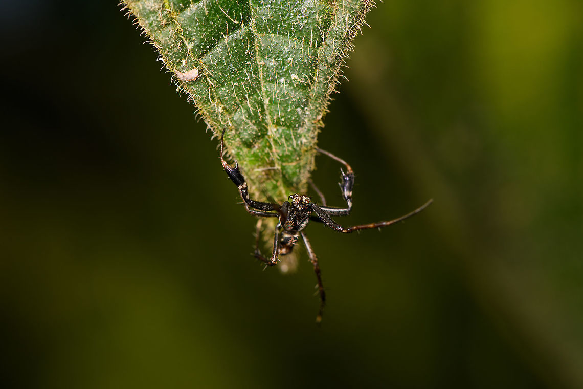 Black lobster spider, La Isla Escondida, Colombia This spider is a bit of a mystery to me. It's small enough to be a jumping spider, but it doesn't look like one based on the eyes (could be a wrong assumption). Or, it could be a small crab spider but unlike anything I've seen before. Most notable feature are the jobster-like claws. Here's a closeup:<br />
<figure class="photo"><a href="https://www.jungledragon.com/image/69663/black_lobster_spider_-_closeup_la_isla_escondida_colombia.html" title="Black lobster spider - closeup, La Isla Escondida, Colombia"><img src="https://s3.amazonaws.com/media.jungledragon.com/images/2/69663_thumb.jpg?AWSAccessKeyId=05GMT0V3GWVNE7GGM1R2&Expires=1759968010&Signature=EKYk5lCrowPxeMLXnuj1cPTn0Ls%3D" width="200" height="150" alt="Black lobster spider - closeup, La Isla Escondida, Colombia This spider is a bit of a mystery to me. It's small enough to be a jumping spider, but it doesn't look like one based on the eyes (could be a wrong assumption). Or, it could be a small crab spider but unlike anything I've seen before. Most notable feature are the jobster-like claws. Overview:<br />
https://www.jungledragon.com/image/69664/black_lobster_spider_la_isla_escondida_colombia.html Colombia,Colombia 2018,Colombia South,Fall,Geotagged,La Isla Escondida,Putumayo,South America,World" /></a></figure> Colombia,Colombia 2018,Colombia South,La Isla Escondida,Putumayo,South America,World