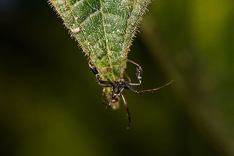 Black lobster spider, La Isla Escondida, Colombia This spider is a bit of a mystery to me. It's small enough to be a jumping spider, but it doesn't look like one based on the eyes (could be a wrong assumption). Or, it could be a small crab spider but unlike anything I've seen before. Most notable feature are the jobster-like claws. Here's a closeup:
https://www.jungledragon.com/image/69663/black_lobster_spider_-_closeup_la_isla_escondida_colombia.html Colombia,Colombia 2018,Colombia South,La Isla Escondida,Putumayo,South America,World