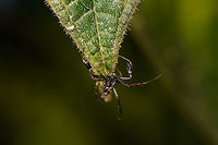Black lobster spider, La Isla Escondida, Colombia This spider is a bit of a mystery to me. It's small enough to be a jumping spider, but it doesn't look like one based on the eyes (could be a wrong assumption). Or, it could be a small crab spider but unlike anything I've seen before. Most notable feature are the jobster-like claws. Here's a closeup:<br />
https://www.jungledragon.com/image/69663/black_lobster_spider_-_closeup_la_isla_escondida_colombia.html Colombia,Colombia 2018,Colombia South,La Isla Escondida,Putumayo,South America,World