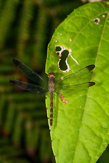 Uracis imbuta, La Isla Escondida, Colombia Reference:
http://odonata.bogfoot.net/photo-pages/Uracis_imbuta.htm Colombia,Colombia 2018,Colombia South,La Isla Escondida,Putumayo,South America,Uracis imbata,Uracis imbuta,World