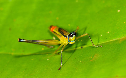 Eumastax salazari posing, La Isla Escondida, Colombia Tentative ID largely based on the red band seen on the abdomen, will double-check this one with an expert.
https://www.jungledragon.com/image/69669/eumastax_salazari_head_la_isla_escondida_colombia.html
https://www.jungledragon.com/image/69670/eumastax_salazari_side_view_la_isla_escondida_colombia.html Colombia,Colombia 2018,Colombia South,Eumastax salazari,Fall,Geotagged,La Isla Escondida,Putumayo,South America,World
