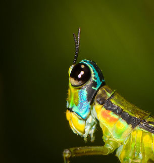 Eumastax salazari head, La Isla Escondida, Colombia Tentative ID largely based on the red band seen on the abdomen, will double-check this one with an expert.
https://www.jungledragon.com/image/69668/eumastax_salazari_posing_la_isla_escondida_colombia.html
https://www.jungledragon.com/image/69670/eumastax_salazari_side_view_la_isla_escondida_colombia.html Colombia,Colombia 2018,Colombia South,Eumastax salazari,La Isla Escondida,Putumayo,South America,World