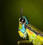 Eumastax salazari head, La Isla Escondida, Colombia Tentative ID largely based on the red band seen on the abdomen, will double-check this one with an expert.<br />
https://www.jungledragon.com/image/69668/eumastax_salazari_posing_la_isla_escondida_colombia.html<br />
https://www.jungledragon.com/image/69670/eumastax_salazari_side_view_la_isla_escondida_colombia.html Colombia,Colombia 2018,Colombia South,Eumastax salazari,La Isla Escondida,Putumayo,South America,World