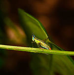 Eumastax salazari side view, La Isla Escondida, Colombia Tentative ID largely based on the red band seen on the abdomen, will double-check this one with an expert.<br />
https://www.jungledragon.com/image/69668/eumastax_salazari_posing_la_isla_escondida_colombia.html<br />
https://www.jungledragon.com/image/69669/eumastax_salazari_head_la_isla_escondida_colombia.html Colombia,Colombia 2018,Colombia South,Eumastax salazari,La Isla Escondida,Putumayo,South America,World