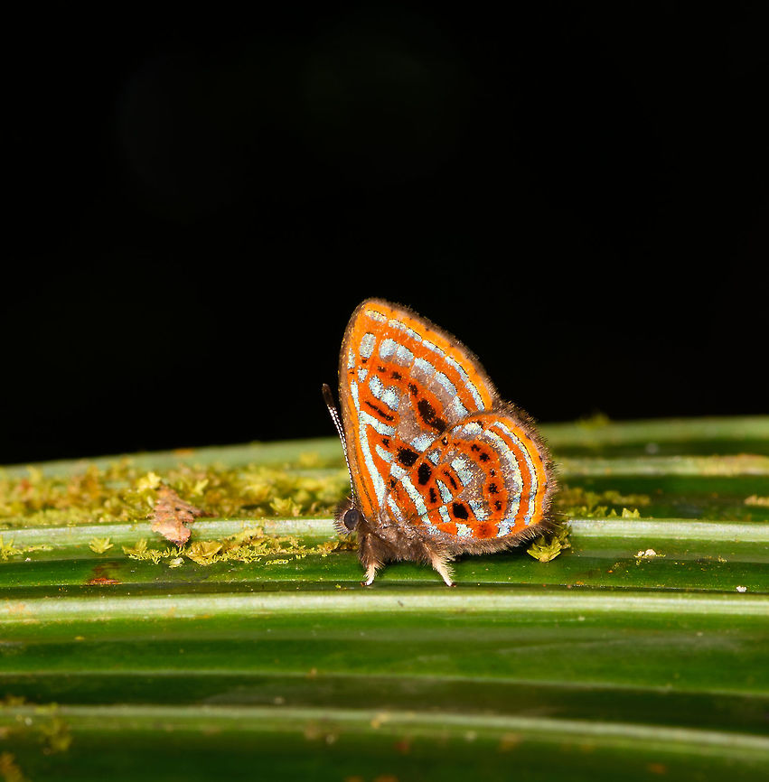 Sarota gyas jewelmark, La Isla Escondida, Colombia This observation surely is one of the butterfly highlights of our trip. It&#039;s a combination of beauty, size and rarity. This butterfly is unbelievably tiny, yet in that small size packs a lot of beauty. To quote from learnaboutbutterflies.com:<br />
<br />
&quot;The Sarota Jewelmarks are possibly the cutest butterflies in the world. They have a very rapid and erratic flight. When seen buzzing about in the early morning they can easily be mistaken for small flies. Eventually they settle however and reveal themselves as creatures of exquisite beauty, with bright orange undersides streaked with metallic silver; and cute little furry legs!&quot;<br />
<br />
As for rarity:<br />
<br />
&quot;Most of them are extremely rare and elusive - so much so that only that even the most experienced observers rarely manage to see more than half a dozen species in a lifetime.&quot;<br />
<br />
&quot;Most Sarota species found in rainforest habitats below 1000m, although at least one is found as high as 1700m in the eastern Andes. Sarota gyas is found at altitudes between 0-800m. Populations are highly localised - often limited to a tiny corner of a forest.&quot;<br />
<br />
I can&#039;t fully judge on the rarity of this species in the genus (there are several reference photos to be found) but I can at least confirm that during 5 full days (and nights) of spending time in this jungle, this was the only observation. Colombia,Colombia 2018,Colombia South,La Isla Escondida,Putumayo,Sarota gyas,South America,World