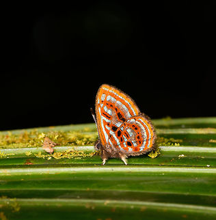 Sarota gyas jewelmark, La Isla Escondida, Colombia This observation surely is one of the butterfly highlights of our trip. It's a combination of beauty, size and rarity. This butterfly is unbelievably tiny, yet in that small size packs a lot of beauty. To quote from learnaboutbutterflies.com:

"The Sarota Jewelmarks are possibly the cutest butterflies in the world. They have a very rapid and erratic flight. When seen buzzing about in the early morning they can easily be mistaken for small flies. Eventually they settle however and reveal themselves as creatures of exquisite beauty, with bright orange undersides streaked with metallic silver; and cute little furry legs!"

As for rarity:

"Most of them are extremely rare and elusive - so much so that only that even the most experienced observers rarely manage to see more than half a dozen species in a lifetime."

"Most Sarota species found in rainforest habitats below 1000m, although at least one is found as high as 1700m in the eastern Andes. Sarota gyas is found at altitudes between 0-800m. Populations are highly localised - often limited to a tiny corner of a forest."

I can't fully judge on the rarity of this species in the genus (there are several reference photos to be found) but I can at least confirm that during 5 full days (and nights) of spending time in this jungle, this was the only observation. Colombia,Colombia 2018,Colombia South,La Isla Escondida,Putumayo,Sarota gyas,South America,World