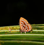 Sarota gyas jewelmark, La Isla Escondida, Colombia This observation surely is one of the butterfly highlights of our trip. It's a combination of beauty, size and rarity. This butterfly is unbelievably tiny, yet in that small size packs a lot of beauty. To quote from learnaboutbutterflies.com:<br />
<br />
"The Sarota Jewelmarks are possibly the cutest butterflies in the world. They have a very rapid and erratic flight. When seen buzzing about in the early morning they can easily be mistaken for small flies. Eventually they settle however and reveal themselves as creatures of exquisite beauty, with bright orange undersides streaked with metallic silver; and cute little furry legs!"<br />
<br />
As for rarity:<br />
<br />
"Most of them are extremely rare and elusive - so much so that only that even the most experienced observers rarely manage to see more than half a dozen species in a lifetime."<br />
<br />
"Most Sarota species found in rainforest habitats below 1000m, although at least one is found as high as 1700m in the eastern Andes. Sarota gyas is found at altitudes between 0-800m. Populations are highly localised - often limited to a tiny corner of a forest."<br />
<br />
I can't fully judge on the rarity of this species in the genus (there are several reference photos to be found) but I can at least confirm that during 5 full days (and nights) of spending time in this jungle, this was the only observation. Colombia,Colombia 2018,Colombia South,La Isla Escondida,Putumayo,Sarota gyas,South America,World