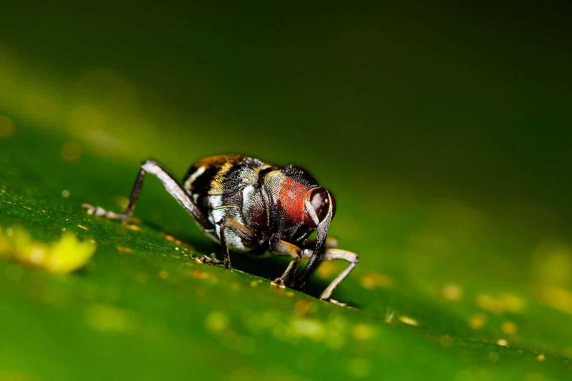Fly-mimicking Weevil, La Isla Escondida, Colombia Here it is, the weevil highlight of our trip. To quote from Andreas Kay's observation:<br />
<br />
"This little Weevil from the Amazon rainforest of Ecuador is about 5 mm in size and mimics a Flesh Fly, which protects it from predators such as birds because they do not waste time trying to catch what seems to be such a swift prey."<br />
<br />
He even managed to create a video of the mimicking behavior:<br />
<a href="https://www.flickr.com/photos/andreaskay/42330835705" rel="nofollow">https://www.flickr.com/photos/andreaskay/42330835705</a><br />
<br />
As for the ID, it's likely the Mnemynurus genus, yet it is very poorly documented online.<br />
<figure class="photo"><a href="https://www.jungledragon.com/image/69680/fly-mimicking_weevil_-_front_view_la_isla_escondida_colombia.html" title="Fly-mimicking Weevil - front view, La Isla Escondida, Colombia"><img src="https://s3.amazonaws.com/media.jungledragon.com/images/2/69680_thumb.jpg?AWSAccessKeyId=05GMT0V3GWVNE7GGM1R2&Expires=1759968010&Signature=xw84tS9rgiWAyRbIAwmJHJkj9Tk%3D" width="200" height="122" alt="Fly-mimicking Weevil - front view, La Isla Escondida, Colombia Here it is, the weevil highlight of our trip. To quote from Andreas Kay's observation:<br />
<br />
"This little Weevil from the Amazon rainforest of Ecuador is about 5 mm in size and mimics a Flesh Fly, which protects it from predators such as birds because they do not waste time trying to catch what seems to be such a swift prey."<br />
<br />
He even managed to create a video of the mimicking behavior:<br />
https://www.flickr.com/photos/andreaskay/42330835705<br />
<br />
As for the ID, it's likely the Mnemynurus genus, yet it is very poorly documented online.<br />
https://www.jungledragon.com/image/69677/fly-mimicking_weevil_la_isla_escondida_colombia.html Colombia,Colombia 2018,Colombia South,La Isla Escondida,Putumayo,South America,World" /></a></figure><br />
Colombia,Colombia 2018,Colombia South,La Isla Escondida,Putumayo,South America,World