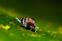 Fly-mimicking Weevil, La Isla Escondida, Colombia Here it is, the weevil highlight of our trip. To quote from Andreas Kay's observation:<br />
<br />
"This little Weevil from the Amazon rainforest of Ecuador is about 5 mm in size and mimics a Flesh Fly, which protects it from predators such as birds because they do not waste time trying to catch what seems to be such a swift prey."<br />
<br />
He even managed to create a video of the mimicking behavior:<br />
https://www.flickr.com/photos/andreaskay/42330835705<br />
<br />
As for the ID, it's likely the Mnemynurus genus, yet it is very poorly documented online.<br />
https://www.jungledragon.com/image/69680/fly-mimicking_weevil_-_front_view_la_isla_escondida_colombia.html<br />
 Colombia,Colombia 2018,Colombia South,La Isla Escondida,Putumayo,South America,World