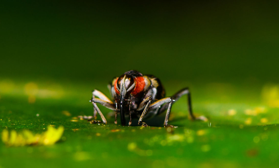 Fly-mimicking Weevil - front view, La Isla Escondida, Colombia Here it is, the weevil highlight of our trip. To quote from Andreas Kay's observation:<br />
<br />
"This little Weevil from the Amazon rainforest of Ecuador is about 5 mm in size and mimics a Flesh Fly, which protects it from predators such as birds because they do not waste time trying to catch what seems to be such a swift prey."<br />
<br />
He even managed to create a video of the mimicking behavior:<br />
<a href="https://www.flickr.com/photos/andreaskay/42330835705" rel="nofollow">https://www.flickr.com/photos/andreaskay/42330835705</a><br />
<br />
As for the ID, it's likely the Mnemynurus genus, yet it is very poorly documented online.<br />
<figure class="photo"><a href="https://www.jungledragon.com/image/69677/fly-mimicking_weevil_la_isla_escondida_colombia.html" title="Fly-mimicking Weevil, La Isla Escondida, Colombia"><img src="https://s3.amazonaws.com/media.jungledragon.com/images/2/69677_thumb.jpg?AWSAccessKeyId=05GMT0V3GWVNE7GGM1R2&Expires=1770854410&Signature=fGZcHK4Wa6Mzxn697sN7HaQ0gjY%3D" width="200" height="134" alt="Fly-mimicking Weevil, La Isla Escondida, Colombia Here it is, the weevil highlight of our trip. To quote from Andreas Kay's observation:<br />
<br />
"This little Weevil from the Amazon rainforest of Ecuador is about 5 mm in size and mimics a Flesh Fly, which protects it from predators such as birds because they do not waste time trying to catch what seems to be such a swift prey."<br />
<br />
He even managed to create a video of the mimicking behavior:<br />
https://www.flickr.com/photos/andreaskay/42330835705<br />
<br />
As for the ID, it's likely the Mnemynurus genus, yet it is very poorly documented online.<br />
https://www.jungledragon.com/image/69680/fly-mimicking_weevil_-_front_view_la_isla_escondida_colombia.html<br />
 Colombia,Colombia 2018,Colombia South,La Isla Escondida,Putumayo,South America,World" /></a></figure> Colombia,Colombia 2018,Colombia South,La Isla Escondida,Putumayo,South America,World