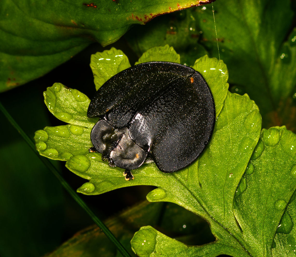 Black Tortoise Beetle, Discomorpha onorei, La Isla Escondida, Colombia Another personal macro highlight, as I don't recall photographing any tortoise beetles. This one is all-black. This individual has its antennae tucked under the "shield", should you be wondering. <br />
<figure class="photo"><a href="https://www.jungledragon.com/image/69682/black_tortoise_beetle_discomorpha_onorei_-_front_la_isla_escondida_colombia.html" title="Black Tortoise Beetle, Discomorpha onorei - front, La Isla Escondida, Colombia"><img src="https://s3.amazonaws.com/media.jungledragon.com/images/2/69682_thumb.jpg?AWSAccessKeyId=05GMT0V3GWVNE7GGM1R2&Expires=1770854410&Signature=L%2B0znt827sEVWgMX1FhtrWdZXJE%3D" width="200" height="156" alt="Black Tortoise Beetle, Discomorpha onorei - front, La Isla Escondida, Colombia Another personal macro highlight, as I don't recall photographing any tortoise beetles. This one is all-black. This individual has its antennae tucked under the "shield", should you be wondering. <br />
https://www.jungledragon.com/image/69681/black_tortoise_beetle_discomorpha_onorei_la_isla_escondida_colombia.html<br />
https://www.jungledragon.com/image/69683/black_tortoise_beetle_discomorpha_onorei_-_head_la_isla_escondida_colombia.html Colombia,Colombia 2018,Colombia South,Discomorpha onorei,Fall,Geotagged,La Isla Escondida,Putumayo,South America,World" /></a></figure><br />
<figure class="photo"><a href="https://www.jungledragon.com/image/69683/black_tortoise_beetle_discomorpha_onorei_-_head_la_isla_escondida_colombia.html" title="Black Tortoise Beetle, Discomorpha onorei - head, La Isla Escondida, Colombia"><img src="https://s3.amazonaws.com/media.jungledragon.com/images/2/69683_thumb.jpg?AWSAccessKeyId=05GMT0V3GWVNE7GGM1R2&Expires=1770854410&Signature=r2W14AyaQXhrTEq9Ha1NGWyiW9k%3D" width="200" height="114" alt="Black Tortoise Beetle, Discomorpha onorei - head, La Isla Escondida, Colombia Another personal macro highlight, as I don't recall photographing any tortoise beetles. This one is all-black. This individual has its antennae tucked under the "shield", should you be wondering. <br />
https://www.jungledragon.com/image/69681/black_tortoise_beetle_discomorpha_onorei_la_isla_escondida_colombia.html<br />
https://www.jungledragon.com/image/69682/black_tortoise_beetle_discomorpha_onorei_-_front_view_la_isla_escondida_colombia.html Colombia,Colombia 2018,Colombia South,Discomorpha onorei,Fall,Geotagged,La Isla Escondida,Putumayo,South America,World" /></a></figure> Colombia,Colombia 2018,Colombia South,Discomorpha onorei,La Isla Escondida,Putumayo,South America,World,cassidinae