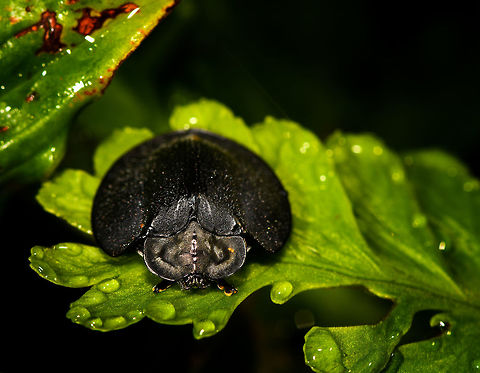 Black Tortoise Beetle, Discomorpha onorei - front, La Isla Escondida, Colombia Another personal macro highlight, as I don't recall photographing any tortoise beetles. This one is all-black. This individual has its antennae tucked under the "shield", should you be wondering. 
https://www.jungledragon.com/image/69681/black_tortoise_beetle_discomorpha_onorei_la_isla_escondida_colombia.html
https://www.jungledragon.com/image/69683/black_tortoise_beetle_discomorpha_onorei_-_head_la_isla_escondida_colombia.html Colombia,Colombia 2018,Colombia South,Discomorpha onorei,Fall,Geotagged,La Isla Escondida,Putumayo,South America,World