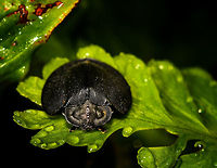 Black Tortoise Beetle, Discomorpha onorei - front, La Isla Escondida, Colombia Another personal macro highlight, as I don't recall photographing any tortoise beetles. This one is all-black. This individual has its antennae tucked under the "shield", should you be wondering. <br />
https://www.jungledragon.com/image/69681/black_tortoise_beetle_discomorpha_onorei_la_isla_escondida_colombia.html<br />
https://www.jungledragon.com/image/69683/black_tortoise_beetle_discomorpha_onorei_-_head_la_isla_escondida_colombia.html Colombia,Colombia 2018,Colombia South,Discomorpha onorei,Fall,Geotagged,La Isla Escondida,Putumayo,South America,World