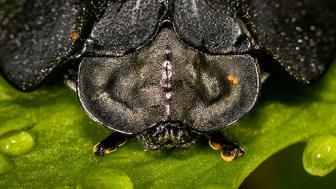 Black Tortoise Beetle, Discomorpha onorei - head, La Isla Escondida, Colombia Another personal macro highlight, as I don't recall photographing any tortoise beetles. This one is all-black. This individual has its antennae tucked under the "shield", should you be wondering. 
https://www.jungledragon.com/image/69681/black_tortoise_beetle_discomorpha_onorei_la_isla_escondida_colombia.html
https://www.jungledragon.com/image/69682/black_tortoise_beetle_discomorpha_onorei_-_front_view_la_isla_escondida_colombia.html Colombia,Colombia 2018,Colombia South,Discomorpha onorei,Fall,Geotagged,La Isla Escondida,Putumayo,South America,World