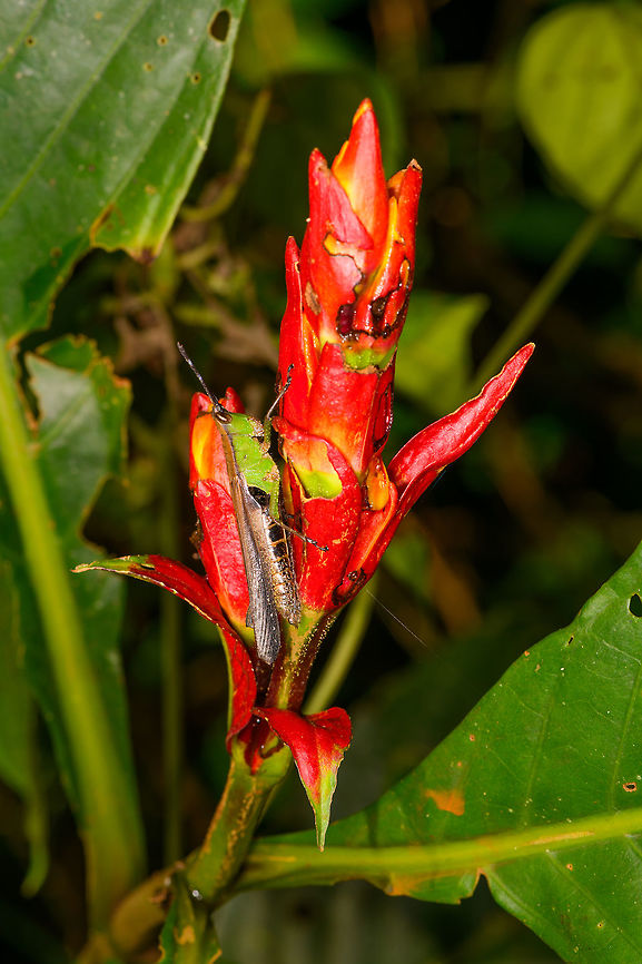 Xiphiola cyanoptera on tropical flower, La Isla Escondida, Colombia. ID reference:<br />
<a href="https://www.flickr.com/photos/andreaskay/29149322406/in/album-72157672849979305/" rel="nofollow">https://www.flickr.com/photos/andreaskay/29149322406/in/album-72157672849979305/</a> Colombia,Colombia 2018,Colombia South,Fall,Geotagged,La Isla Escondida,Putumayo,South America,World,Xiphiola cyanoptera