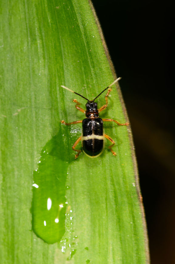 Leaf beetle, La Isla Escondida, Colombia Possibly Paratriarius sp. based on this reference:<br />
<a href="https://www.flickr.com/photos/andreaskay/34954067114/in/album-72157672483717566/" rel="nofollow">https://www.flickr.com/photos/andreaskay/34954067114/in/album-72157672483717566/</a> Colombia,Colombia 2018,Colombia South,Fall,Geotagged,La Isla Escondida,Putumayo,South America,World