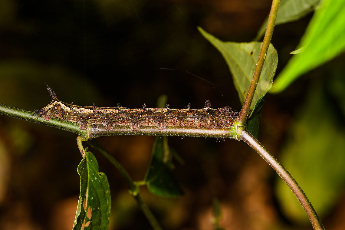 Large spiny caterpillar, La Isla Escondida, Colombia  Colombia,Colombia 2018,Colombia South,La Isla Escondida,Putumayo,South America,World