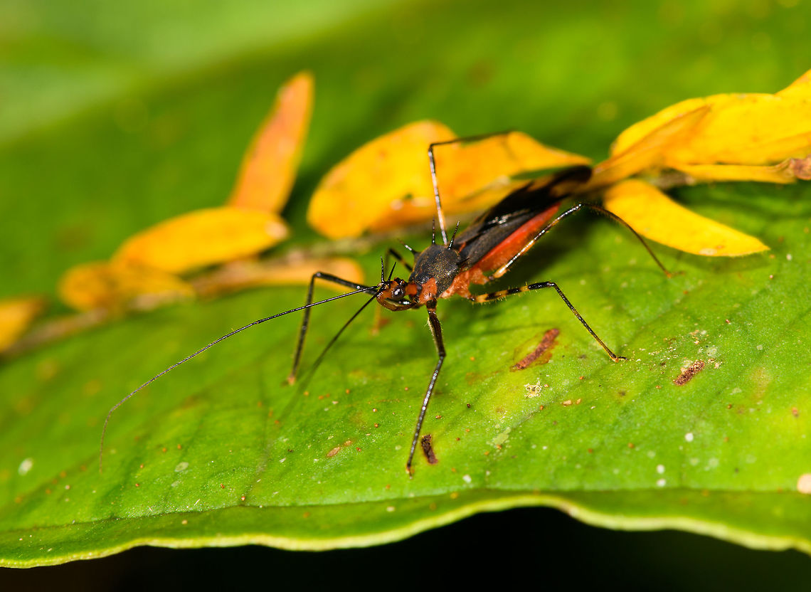 Colorful assassin bug, La Isla Escondida, Colombia  Colombia,Colombia 2018,Colombia South,La Isla Escondida,Putumayo,South America,World