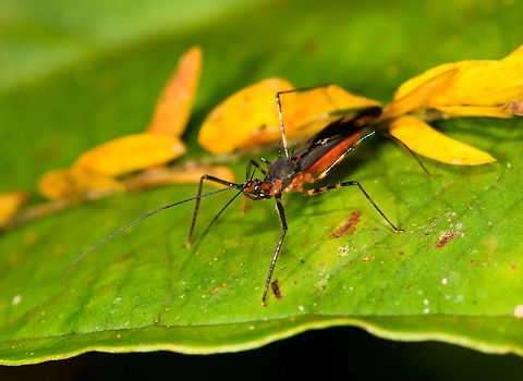 Colorful assassin bug, La Isla Escondida, Colombia  Colombia,Colombia 2018,Colombia South,La Isla Escondida,Putumayo,South America,World