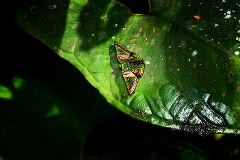 Castalia Green Mantle, La Isla Escondida, Colombia A jewel of the unique lower Andes to Amazonian region. I first saw photos of these beauties online about 2 years ago, and on this epic hike we unexpectedly saw a wish fulfilled. Somebody else has described their beauty better than I can:

"The genus Caria contains some of the most beautiful and elusive species on Earth. Although fairly common they are rarely seen due to their secretive habits, and are virtually impossible to follow in flight. Once seen these glittering jewels of the Amazon are never forgotten.

Lepidopterists often feel quite overwhelmed by the beauty of these butterflies, but initial feelings of ecstasy are soon replaced by the rapid onset of frustration, anguish, despair and an uncontrollable urge to spend the next 2 hours hawking relentlessly in the vicinity of the sighting, peering into bushes, crawling about on the ground and searching every nook and cranny, while muttering and pleading with the butterfly to reveal itself !"
- https://www.learnaboutbutterflies.com/Amazon - Caria rhacotis.htm

What I had not anticipated from the photos seen online earlier is how tiny they are in real life. 
https://www.jungledragon.com/image/69754/castalia_green_mantle_-_closeup_la_isla_escondida_colombia.html Caria castalia,Castalia Green Mantle,Colombia,Colombia 2018,Colombia South,Fall,Geotagged,La Isla Escondida,Putumayo,South America,World
