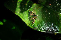 Castalia Green Mantle, La Isla Escondida, Colombia A jewel of the unique lower Andes to Amazonian region. I first saw photos of these beauties online about 2 years ago, and on this epic hike we unexpectedly saw a wish fulfilled. Somebody else has described their beauty better than I can:<br />
<br />
"The genus Caria contains some of the most beautiful and elusive species on Earth. Although fairly common they are rarely seen due to their secretive habits, and are virtually impossible to follow in flight. Once seen these glittering jewels of the Amazon are never forgotten.<br />
<br />
Lepidopterists often feel quite overwhelmed by the beauty of these butterflies, but initial feelings of ecstasy are soon replaced by the rapid onset of frustration, anguish, despair and an uncontrollable urge to spend the next 2 hours hawking relentlessly in the vicinity of the sighting, peering into bushes, crawling about on the ground and searching every nook and cranny, while muttering and pleading with the butterfly to reveal itself !"<br />
- https://www.learnaboutbutterflies.com/Amazon - Caria rhacotis.htm<br />
<br />
What I had not anticipated from the photos seen online earlier is how tiny they are in real life. <br />
https://www.jungledragon.com/image/69754/castalia_green_mantle_-_closeup_la_isla_escondida_colombia.html Caria castalia,Castalia Green Mantle,Colombia,Colombia 2018,Colombia South,Fall,Geotagged,La Isla Escondida,Putumayo,South America,World