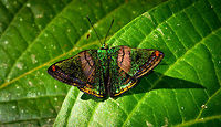 Castalia Green Mantle - closeup, La Isla Escondida, Colombia A jewel of the unique lower Andes to Amazonian region. I first saw photos of these beauties online about 2 years ago, and on this epic hike we unexpectedly saw a wish fulfilled. Somebody else has described their beauty better than I can:<br />
<br />
"The genus Caria contains some of the most beautiful and elusive species on Earth. Although fairly common they are rarely seen due to their secretive habits, and are virtually impossible to follow in flight. Once seen these glittering jewels of the Amazon are never forgotten.<br />
<br />
Lepidopterists often feel quite overwhelmed by the beauty of these butterflies, but initial feelings of ecstasy are soon replaced by the rapid onset of frustration, anguish, despair and an uncontrollable urge to spend the next 2 hours hawking relentlessly in the vicinity of the sighting, peering into bushes, crawling about on the ground and searching every nook and cranny, while muttering and pleading with the butterfly to reveal itself !"<br />
- https://www.learnaboutbutterflies.com/Amazon - Caria rhacotis.htm<br />
<br />
What I had not anticipated from the photos seen online earlier is how tiny they are in real life. <br />
https://www.jungledragon.com/image/69753/castalia_green_mantle_la_isla_escondida_colombia.html Caria castalia,Castalia Green Mantle,Colombia,Colombia 2018,Colombia South,Fall,Geotagged,La Isla Escondida,Putumayo,South America,World