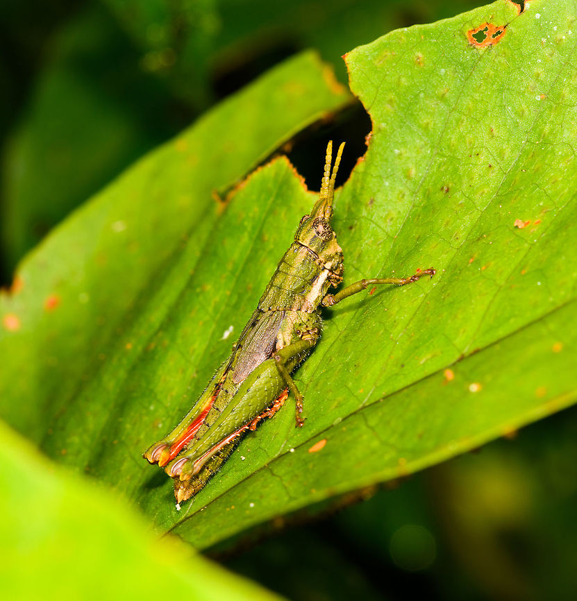 Lysacris sylvestris, La Isla Escondida, Colombia ID reference:<br />
<a href="https://www.flickr.com/photos/andreaskay/29076828222/in/album-72157672849979305/" rel="nofollow">https://www.flickr.com/photos/andreaskay/29076828222/in/album-72157672849979305/</a> Colombia,Colombia 2018,Colombia South,La Isla Escondida,Lysacris sylvestris,Putumayo,South America,World