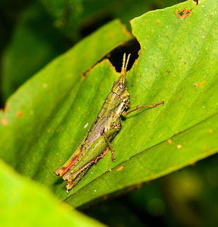 Lysacris sylvestris, La Isla Escondida, Colombia ID reference:
https://www.flickr.com/photos/andreaskay/29076828222/in/album-72157672849979305/ Colombia,Colombia 2018,Colombia South,La Isla Escondida,Lysacris sylvestris,Putumayo,South America,World