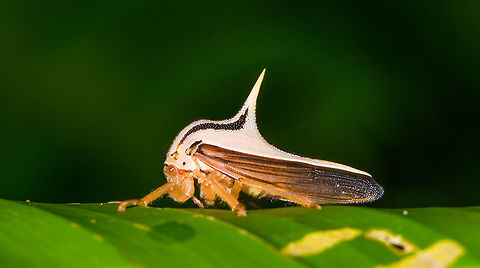 White Thorn Mimic Treehopper, La Isla Escondida, Colombia A beautiful little treehopper with a feisty thorn that is described as so strong as in being able to pierce a shoe. The Umbonia genus comes to mind, but I'm unable to find any reference photo at all of a white thorn mimic treehopper. So this could be an interesting observation, or it could mean I'm searching in the wrong direction :)
https://www.jungledragon.com/image/69757/white_thorn_mimic_treehopper_-_front_view_la_isla_escondida_colombia.html
https://www.jungledragon.com/image/69758/white_thorn_mimic_treehopper_-_side_view_la_isla_escondida_colombia.html Colombia,Colombia 2018,Colombia South,La Isla Escondida,Putumayo,South America,World