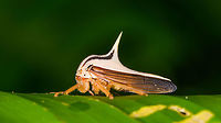 White Thorn Mimic Treehopper, La Isla Escondida, Colombia A beautiful little treehopper with a feisty thorn that is described as so strong as in being able to pierce a shoe. The Umbonia genus comes to mind, but I'm unable to find any reference photo at all of a white thorn mimic treehopper. So this could be an interesting observation, or it could mean I'm searching in the wrong direction :)<br />
https://www.jungledragon.com/image/69757/white_thorn_mimic_treehopper_-_front_view_la_isla_escondida_colombia.html<br />
https://www.jungledragon.com/image/69758/white_thorn_mimic_treehopper_-_side_view_la_isla_escondida_colombia.html Colombia,Colombia 2018,Colombia South,La Isla Escondida,Putumayo,South America,World