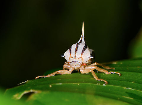 White Thorn Mimic Treehopper - front view, La Isla Escondida, Colombia A beautiful little treehopper with a feisty thorn that is described as so strong as in being able to pierce a shoe. The Umbonia genus comes to mind, but I'm unable to find any reference photo at all of a white thorn mimic treehopper. So this could be an interesting observation, or it could mean I'm searching in the wrong direction :)
https://www.jungledragon.com/image/69756/white_thorn_mimic_treehopper_la_isla_escondida_colombia.html
https://www.jungledragon.com/image/69758/white_thorn_mimic_treehopper_-_side_view_la_isla_escondida_colombia.html Colombia,Colombia 2018,Colombia South,La Isla Escondida,Putumayo,South America,World