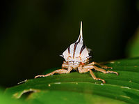 White Thorn Mimic Treehopper - front view, La Isla Escondida, Colombia A beautiful little treehopper with a feisty thorn that is described as so strong as in being able to pierce a shoe. The Umbonia genus comes to mind, but I'm unable to find any reference photo at all of a white thorn mimic treehopper. So this could be an interesting observation, or it could mean I'm searching in the wrong direction :)<br />
https://www.jungledragon.com/image/69756/white_thorn_mimic_treehopper_la_isla_escondida_colombia.html<br />
https://www.jungledragon.com/image/69758/white_thorn_mimic_treehopper_-_side_view_la_isla_escondida_colombia.html Colombia,Colombia 2018,Colombia South,La Isla Escondida,Putumayo,South America,World