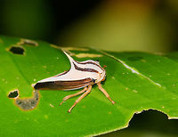 White Thorn Mimic Treehopper - side view, La Isla Escondida, Colombia A beautiful little treehopper with a feisty thorn that is described as so strong as in being able to pierce a shoe. The Umbonia genus comes to mind, but I'm unable to find any reference photo at all of a white thorn mimic treehopper. So this could be an interesting observation, or it could mean I'm searching in the wrong direction :)<br />
https://www.jungledragon.com/image/69756/white_thorn_mimic_treehopper_la_isla_escondida_colombia.html<br />
https://www.jungledragon.com/image/69757/white_thorn_mimic_treehopper_-_front_view_la_isla_escondida_colombia.html Colombia,Colombia 2018,Colombia South,La Isla Escondida,Putumayo,South America,World