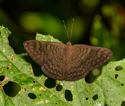 Dingy Emesis, La Isla Escondida, Colombia  Colombia,Colombia 2018,Colombia South,Dingy Emesis,Emesis ocypore,La Isla Escondida,Putumayo,South America,World