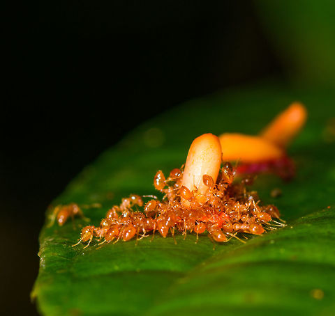 Ant team work, La Isla Escondida, Colombia A group of ants on their annual team building event. As per usual, Ricardo from HR (left) is slacking. Colombia,Colombia 2018,Colombia South,Fall,Geotagged,La Isla Escondida,Putumayo,South America,World