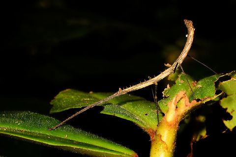 Large curved phasmid, La Isla Escondida, Colombia Note how the front legs and antennae perfectly align.
https://www.jungledragon.com/image/69763/large_curved_phasmid_-_head_la_isla_escondida_colombia.html Colombia,Colombia 2018,Colombia South,La Isla Escondida,Putumayo,South America,World